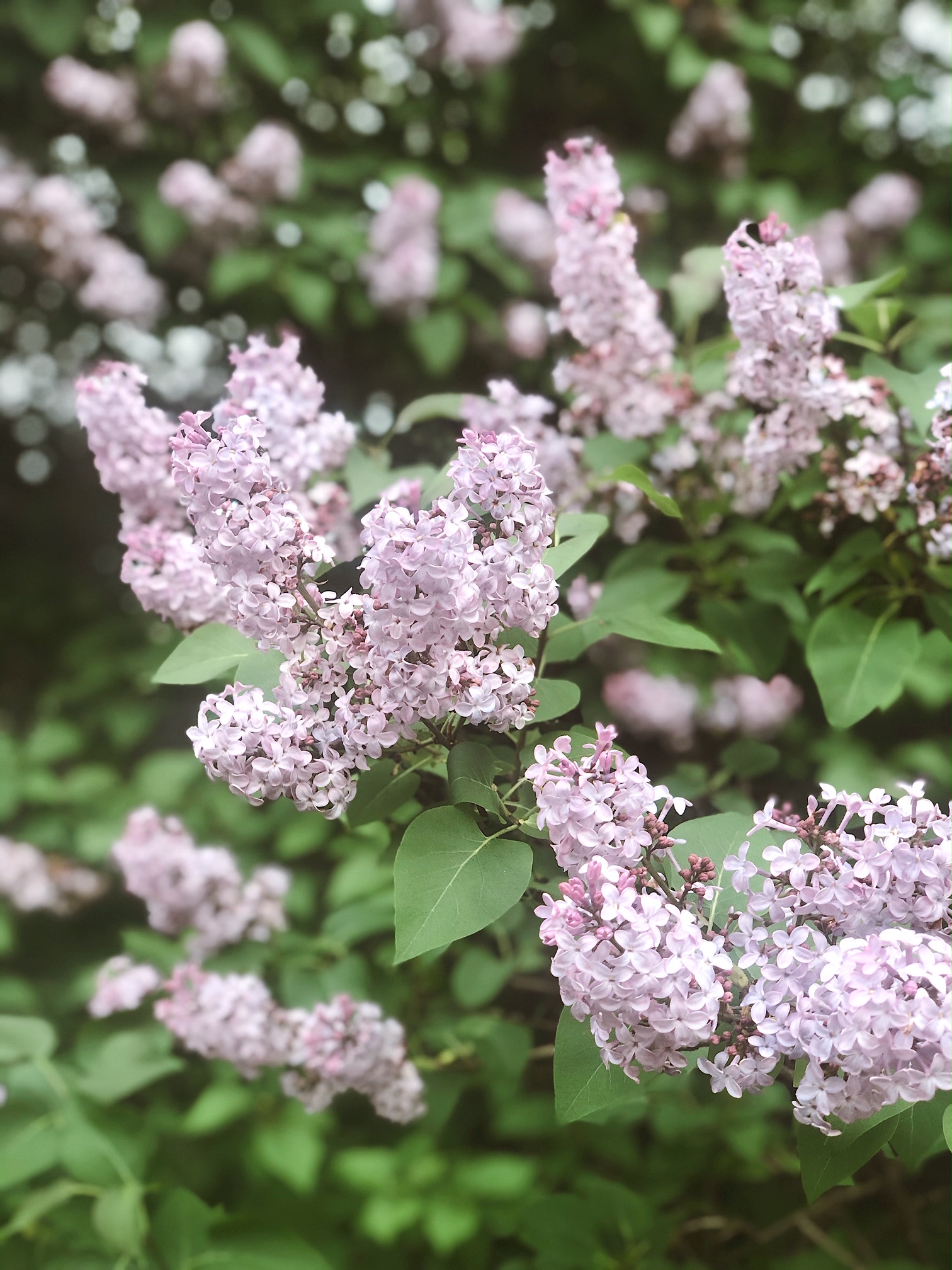 Lilacs-in-Michigan - The GR Guide